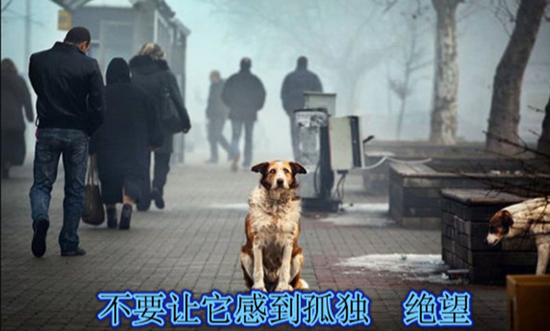 孝感孝感爱影圈微博微信转发案例